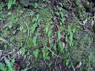 Adiantum diaphanum, photographed by gnapp