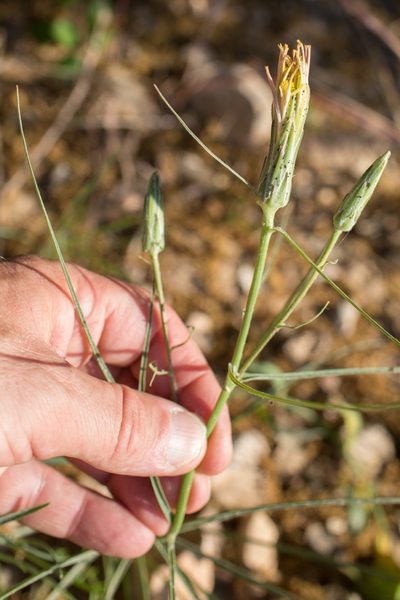 Scorzonera angustifolia, photographed by Tim Johnson