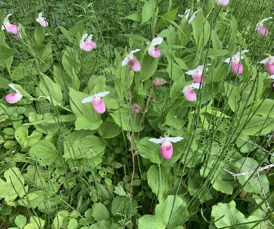 Cypripedium reginae, photographed by scaup