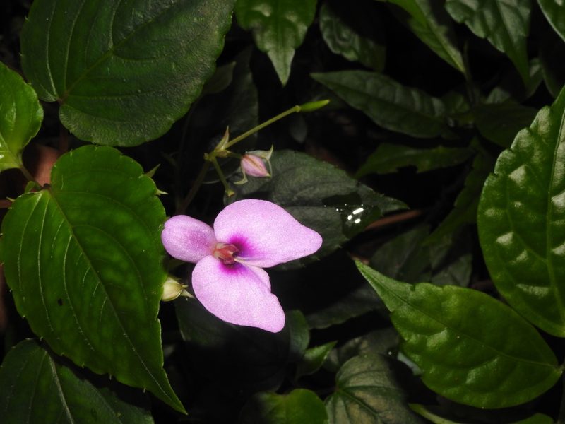 Impatiens cordata, photographed by Hopeland