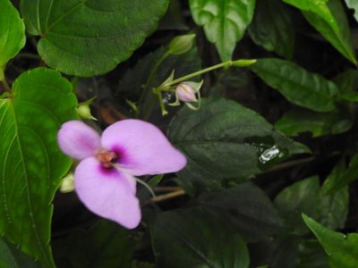 Impatiens cordata, photographed by Hopeland
