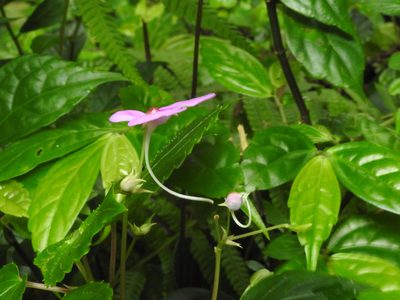 Impatiens cordata, photographed by Hopeland