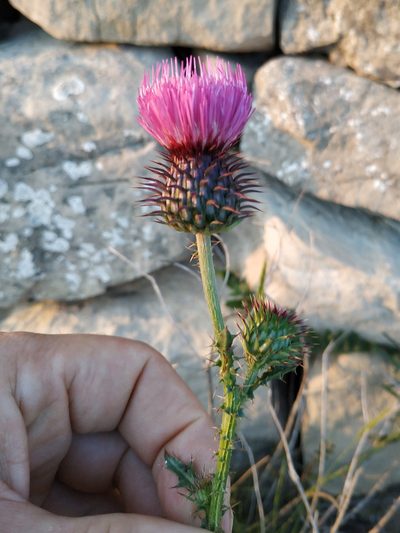 Carduus nigrescens, photographed by Tim Johnson