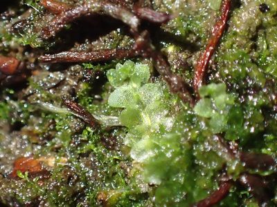 Calypogeia fissa, photographed by George Greiff