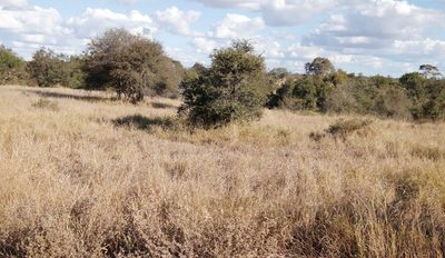 Vachellia tortilis, photographed by Tony Rebelo