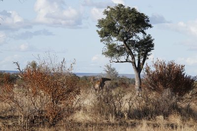 Sclerocarya birrea, photographed by Tony Rebelo