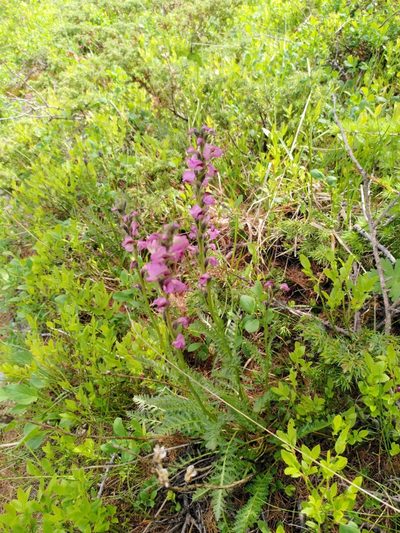 Pedicularis rostratospicata, photographed by Sandrine D'Hooge