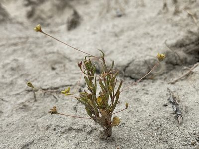 Stenogonum salsuginosum, photographed by Bobby McCabe