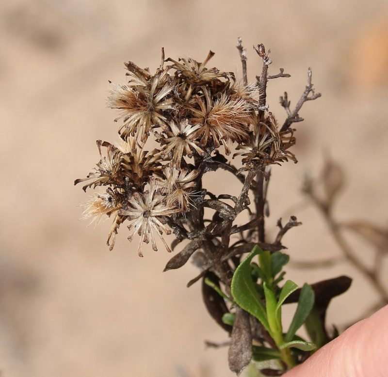 Hazardia orcuttii, photographed by Millie Basden