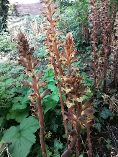Orobanche laxissima, photographed by Tatiana Strus