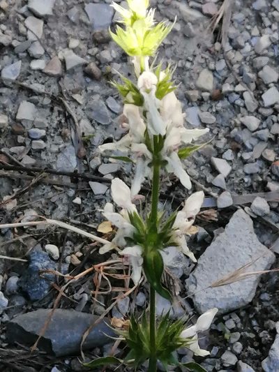 Stachys atherocalyx, photographed by Tatiana Strus