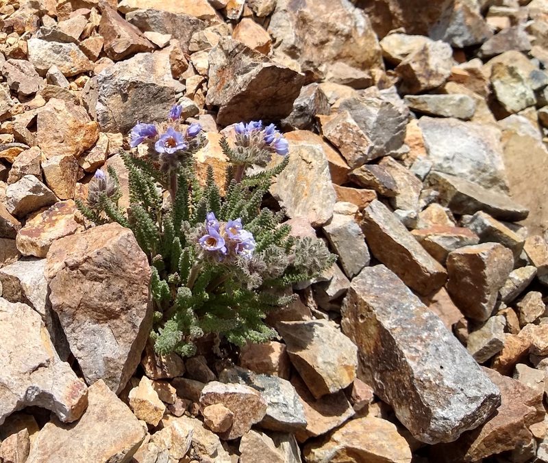 Polemonium chartaceum, photographed by John Brew