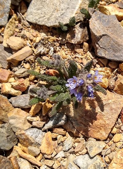 Polemonium chartaceum, photographed by John Brew