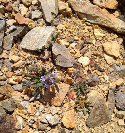 Polemonium chartaceum, photographed by John Brew