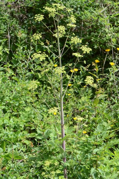 Peucedanum verticillare, photographed by nicoweg