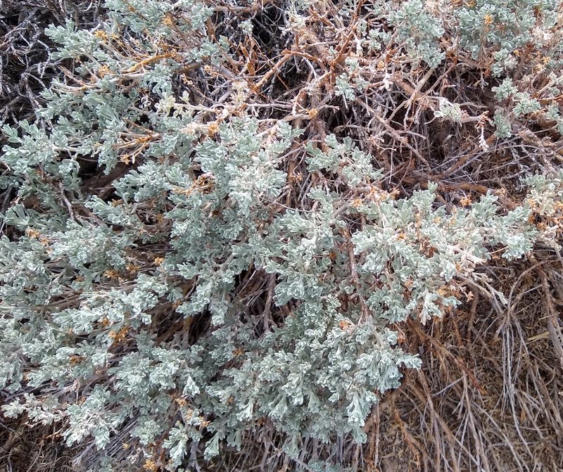 Artemisia rothrockii, photographed by John Brew