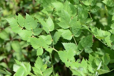 Peucedanum verticillare, photographed by nicoweg