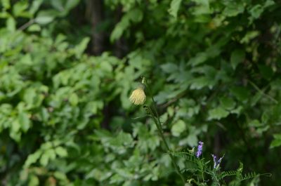 Cirsium erisithales, photographed by nicoweg