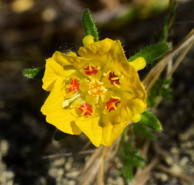 Scyphanthus elegans, photographed by Nicolás Villaseca Merino