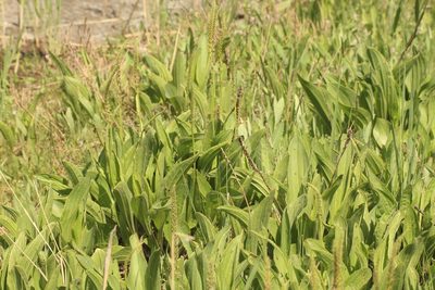 Plantago cornuti, photographed by Andrew Bazdyrev