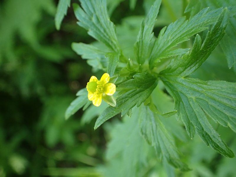 Ranunculus macounii, photographed by Mary Krieger
