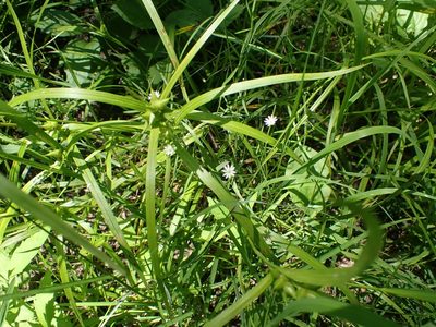 Stellaria longifolia, photographed by Mary Krieger
