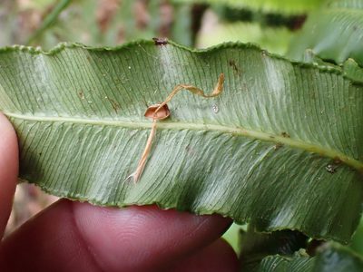 Parablechnum cordatum, photographed by Jerry Lanfear
