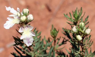 Teucrium laciniatum, photographed by Catherine C. Galley