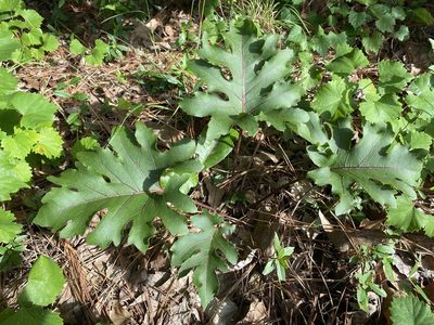 Silphium compositum, photographed by Alan Weakley