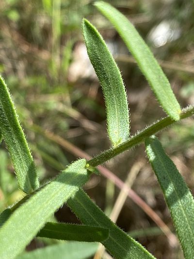 Symphyotrichum grandiflorum, photographed by Alan Weakley