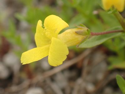 Gratiola lutea, photographed by Ian Manning