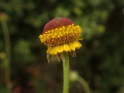Helenium puberulum, photographed by Cricket Raspet