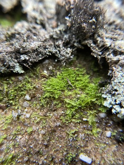 Tritomaria exsecta, photographed by Brandon Corder