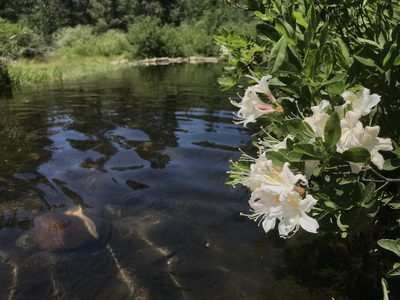 Rhododendron occidentale, photographed by Adam J. Searcy