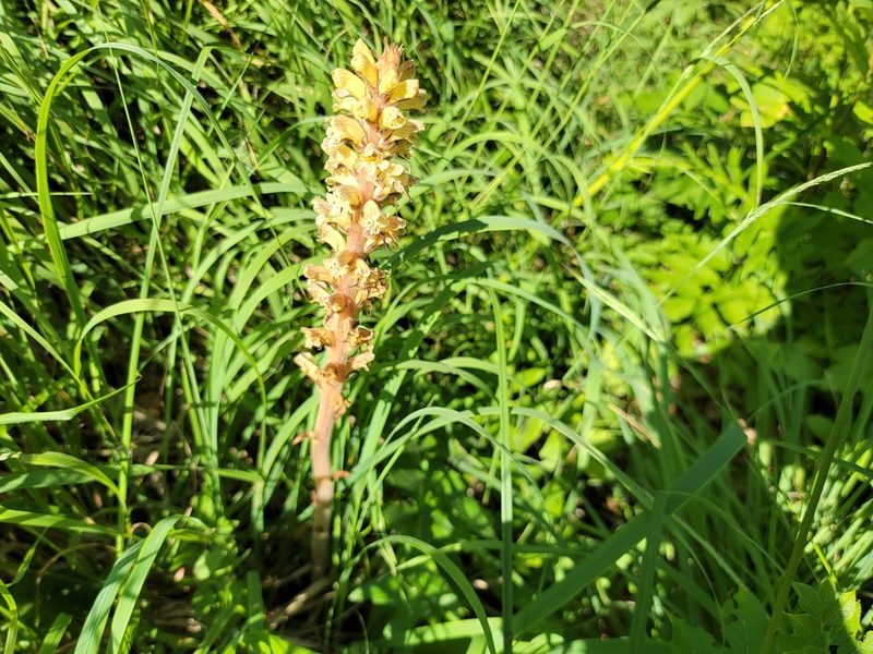 Orobanche reticulata, photographed by Elias