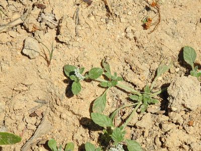 Heliotropium supinum, photographed by Duarte Frade