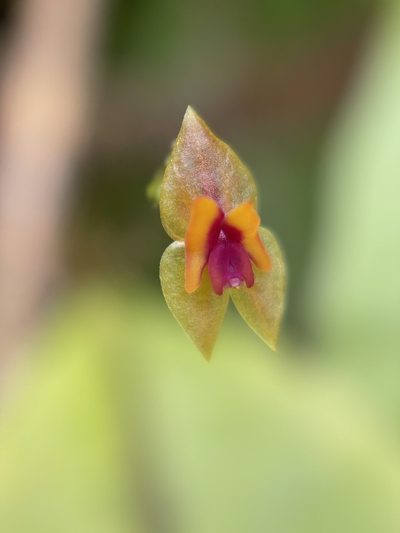 Lepanthes woodburyana, photographed by Serenella Linares