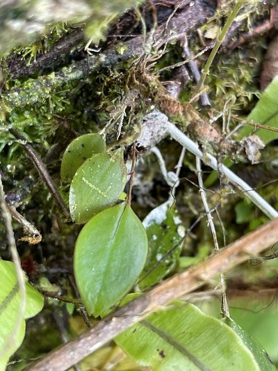Lepanthes woodburyana, photographed by Serenella Linares