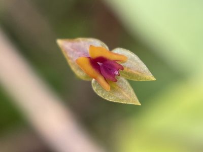 Lepanthes woodburyana, photographed by Serenella Linares