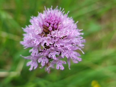 Traunsteinera globosa, photographed by Elias