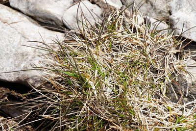 Festuca quadriflora, photographed by Patrick Hacker