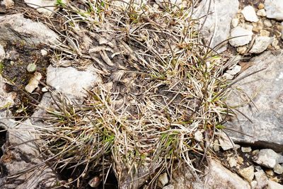 Festuca quadriflora, photographed by Patrick Hacker