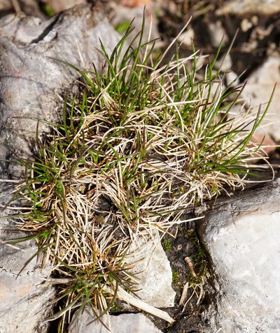 Festuca quadriflora, photographed by Patrick Hacker