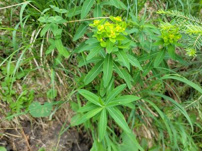 Euphorbia austriaca, photographed by Elias
