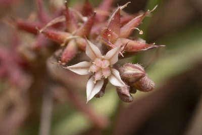 Sedum rubens, photographed by Eleftherios Katsillis