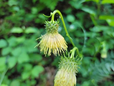 Cirsium erisithales, photographed by Elias