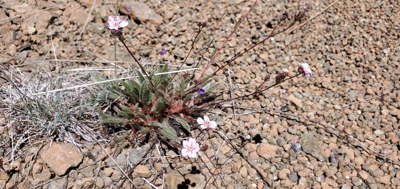 Potentilla sericata, photographed by Asher Budnik