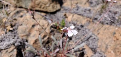 Potentilla sericata, photographed by Asher Budnik