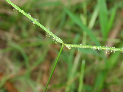 Paspalum conjugatum, photographed by chiuluan