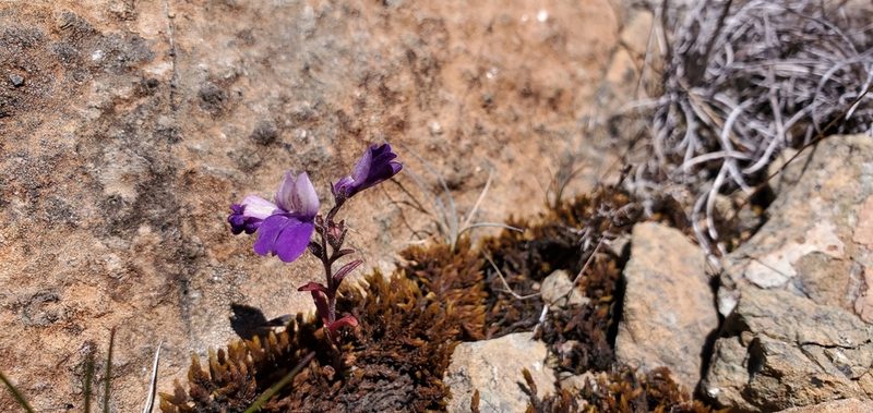 Collinsia linearis, photographed by Asher Budnik